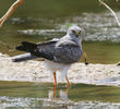 Pallid Harrier (Male)
