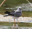 Pallid Harrier (Male)