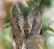 Pallid Scops Owl