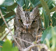 Pallid Scops Owl