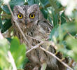 Pallid Scops Owl