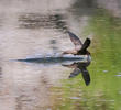 Pallid Swift (Drinking water)