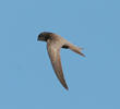 Pallid Swift