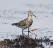 Pectoral Sandpiper