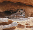 Pharaoh Eagle Owl