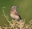 Pied Wheatear (Female)