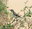 Purple Sunbird (Winter)