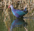 Purple Swamphen