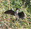 Pygmy Cormorant (Immature)