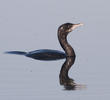 Pygmy Cormorant