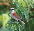 Red-backed Shrike (Male)