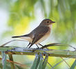 Red-breasted Flycatcher (Female)