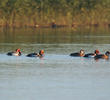 Red-crested Pochard (Males and females)