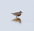 Red Knot