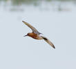 Red Knot