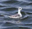 Red-necked Phalarope (Non - breeding plumage)