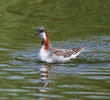 Red-necked Phalarope (Spring)