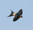 Red-rumped Swallow