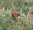 Red-throated Pipit (Spring)