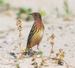 Red-throated Pipit (Spring)