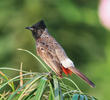 Red-vented Bulbul (BAHRAIN)