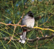 Red-vented Bulbul