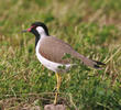 Red-wattled Lapwing 