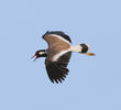 Red-wattled Lapwing (UAE)