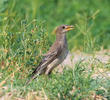 Rose-coloured Starling (Juvenile)