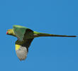 Rose-ringed Parakeet