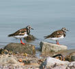 Ruddy Turnstone (Breeding plumage)