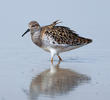 Ruff (Female spring)