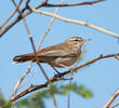 Rufous-tailed Scrub Robin