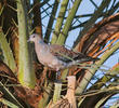 Rufous Turtle Dove