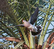 Rufous Turtle Dove