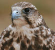 Saker Falcon