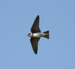 Sand Martin