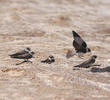 Sand Martin