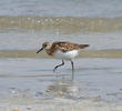 Sanderling (Breeding plumage)