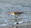 Sanderling