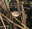 Sedge Warbler 