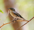 Semi-collared Flycatcher (Female)