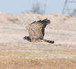 Short-toed Snake Eagle