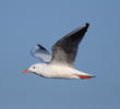 Slender-billed Gull (Winter)