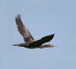 Socotra Cormorant (Immature)