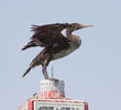 Socotra Cormorant (Immature)