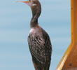 Socotra Cormorant (Immature)