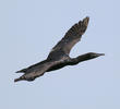 Socotra Cormorant