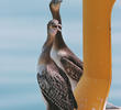 Socotra Cormorants (Immatures)