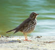 Song Thrush